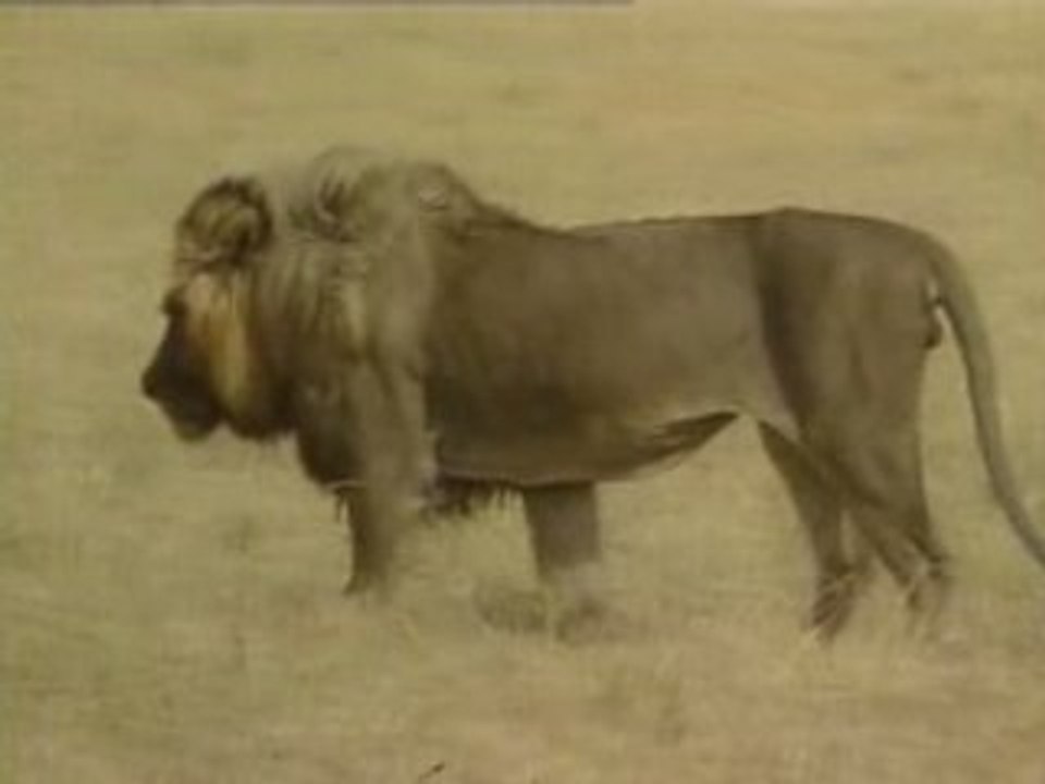 NATIONAL GEOGRAPHIC 3 lions dans la nuit1.00