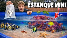 ¡Compré peces exóticos para mi mini estanque de agua salada!