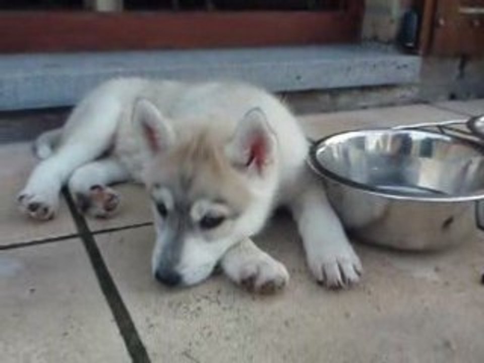 haska est arrivée a la maison