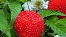 Cây mâm xôi lá kép - Rubus rosifolius
