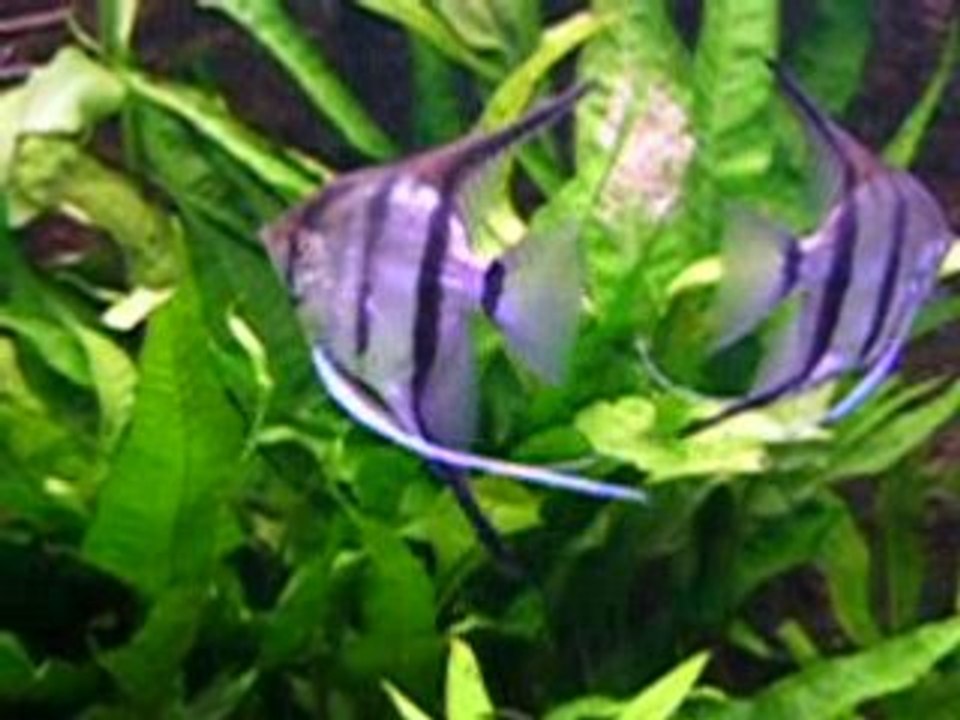 Ponte Scalaires suite