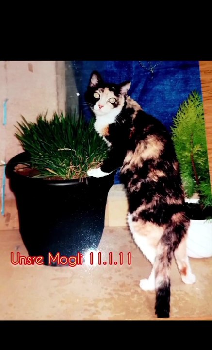 Für unsre mogli 11.1.11