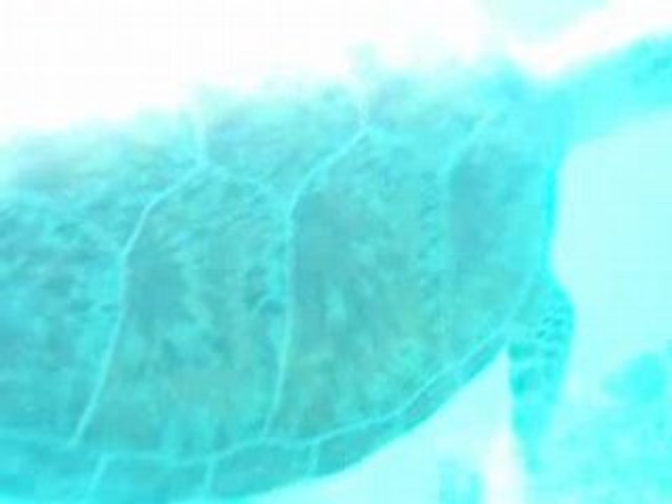 Tortu