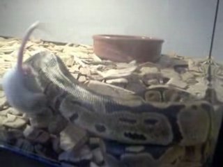 je nourri mon python royal