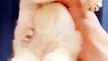 Cut Caty