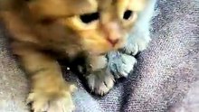 Baby kitty