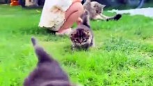 Pet Cat Cool