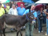 carrera de burros