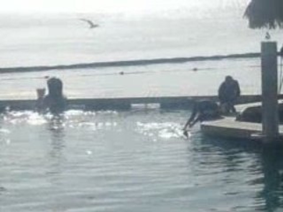 Dolphin center