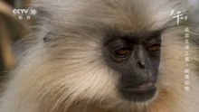 樹棲動物 @ 大千世界 動物 Arboreal animals