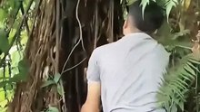 Natural pattern