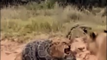 Umejifunza nini kutoka katika Asili Leo ?  Kama hutumii ASILI kujifunza basi unakosa masomo mengi sana kwani hata wabunifu wote wazuri hutumia ndege, wanyama, mimea n.k ili kufanya ubunifu wao.  