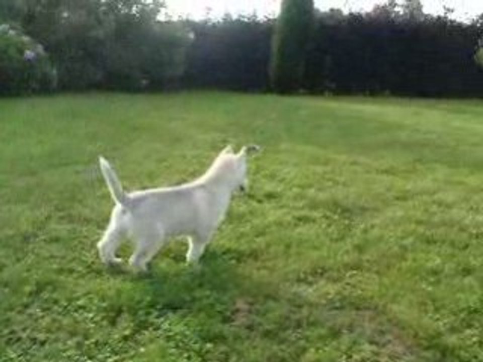 haska joue dans le jardin