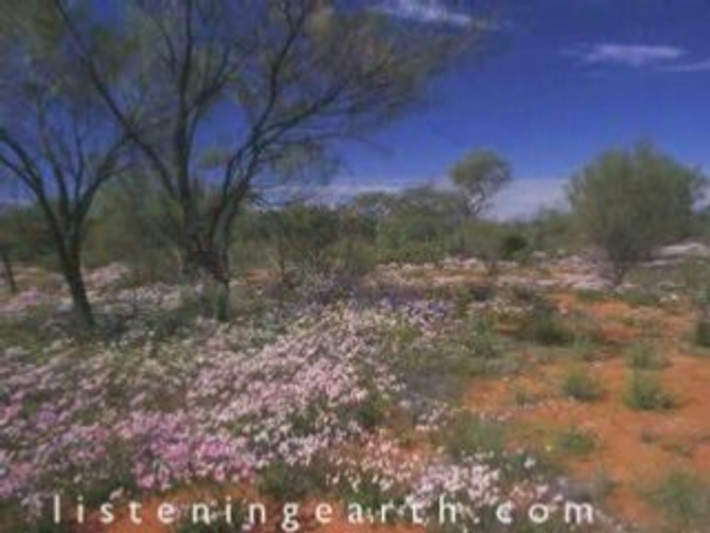 ⁣Nature sounds of nature - Outback Australia