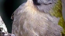TRINCA-FERRO: ELE VIVE MAIS SOLTO OU EM CATIVEIRO? 🐦😱 #TrincaFerro #AvesDoBrasil #Passaros