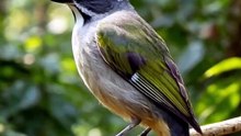 TRINCA-FERRO: VOCÊ SABIA QUE ELE VIVE EM 5 PAÍSES? 🐦🌎 #TrincaFerro #AvesDoBrasil #Passaros #PassarosDeCanto #CuriosidadesTRINCA-FERRO: VOCÊ SABIA QUE ELE VIVE EM 5 PAÍSES? 🐦🌎 #TrincaFerro #AvesDoBrasil #Passaros #PassarosDeCanto #Curiosidades