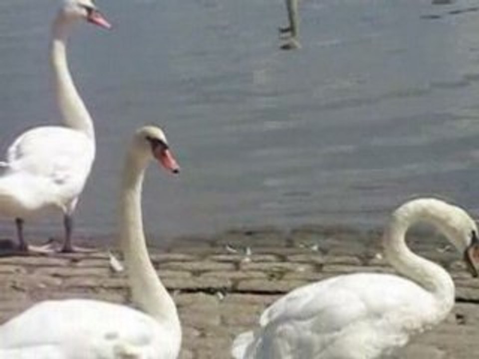 Schwäne von Mainz-Kostheim