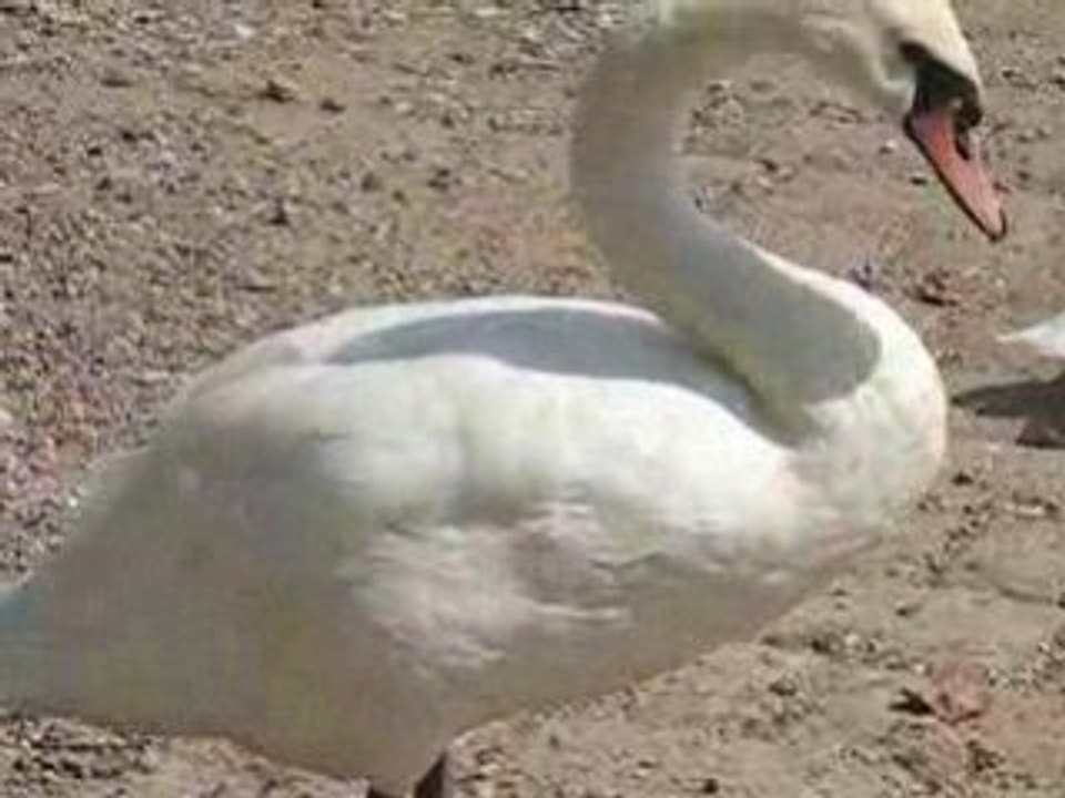 Schwäne am Main bei Mainz-Kostheim