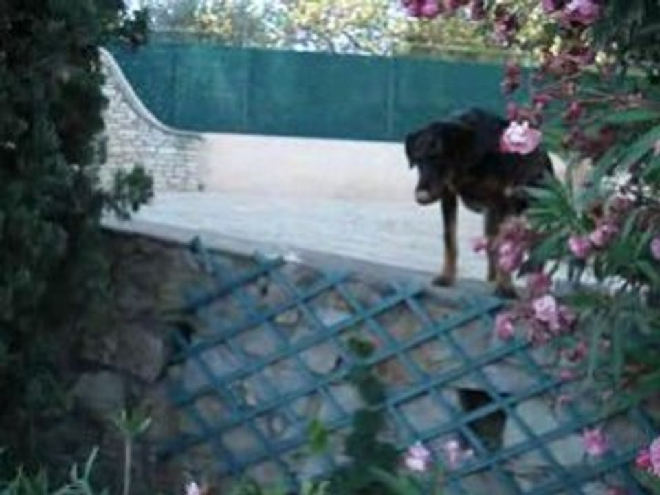border et birmane