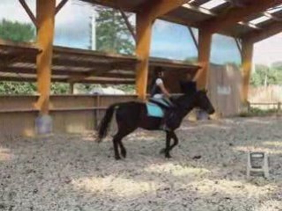 Dressage Galop4