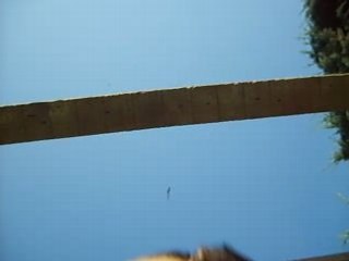 Vanda à l'obstacle vue de dessous