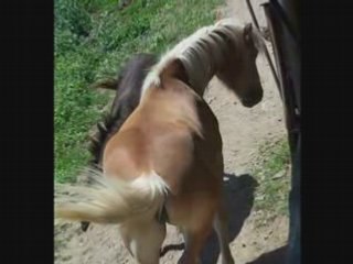 cheval dimanche 20 juillet