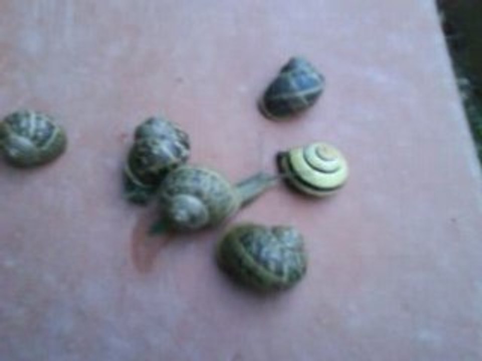 Vidéo Escargot