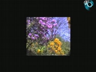 Ünalan Köyü (Filavuz) Kalkandere