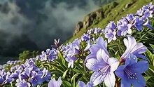 The Flower That Blooms Only Once Every 12 Years! 🌸💙 | Neelakurinji