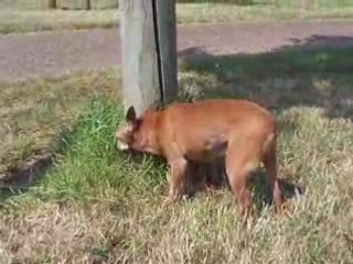 NINA promene-2