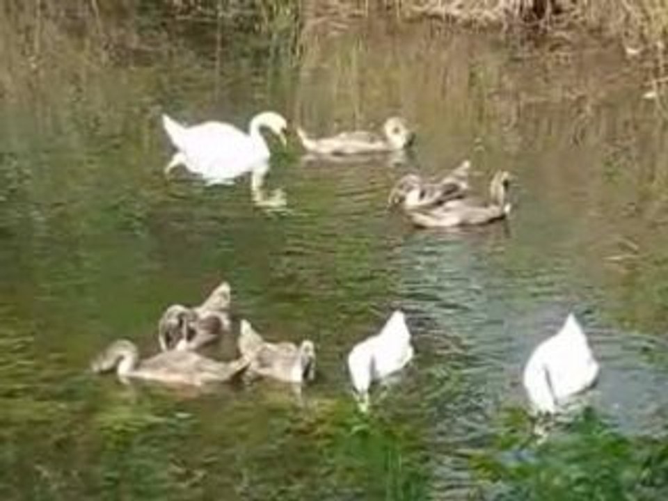 Schwanenfamilie in wiesbaden-schierstein