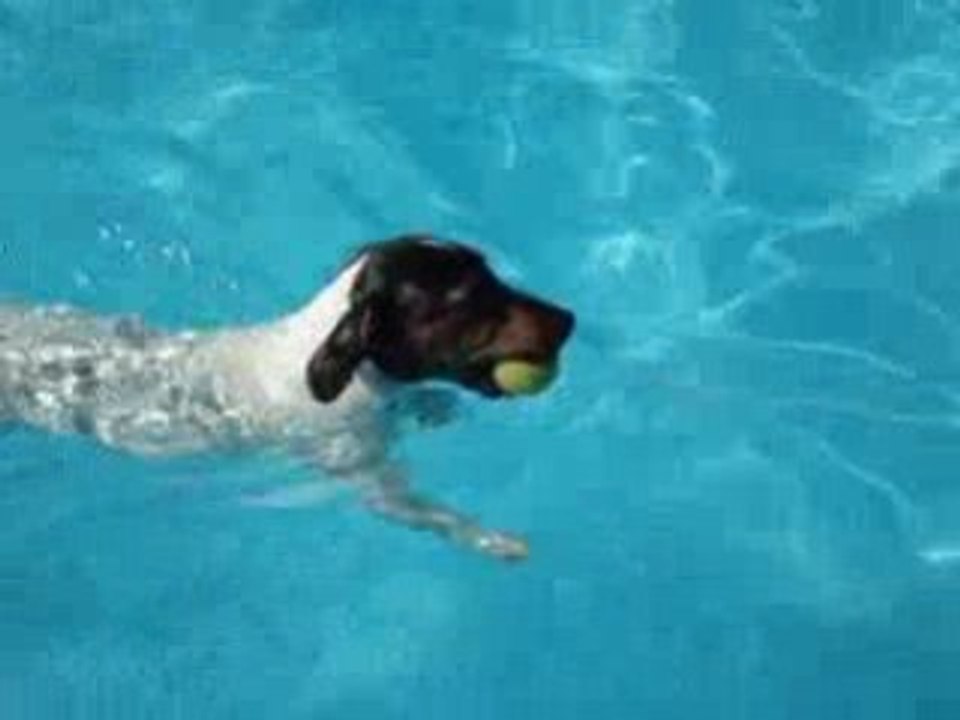 plongeon