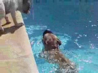 bartok nage dans la piscine