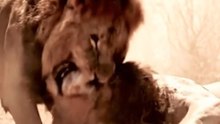 ثمن الإنتصار ... خيانة في قلب السافانا 💔🦁