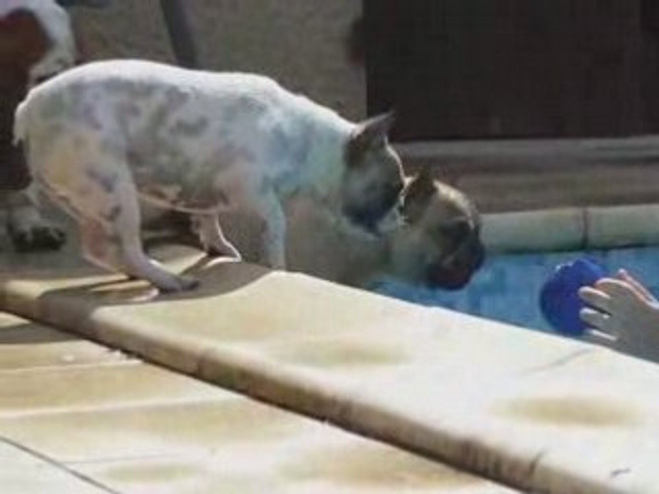 Calice fait des bruits bizarres autour de la piscine