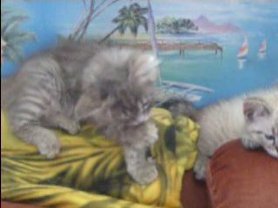 ♥ Fanny ♥ Daisy ♥