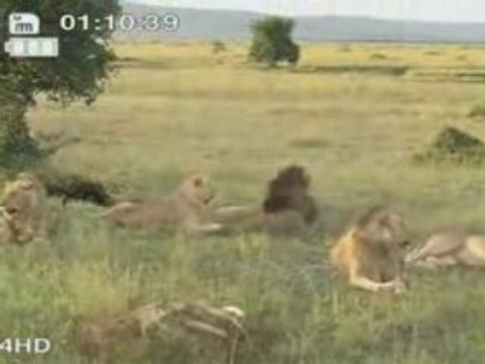 Strange lions , filmed on safari