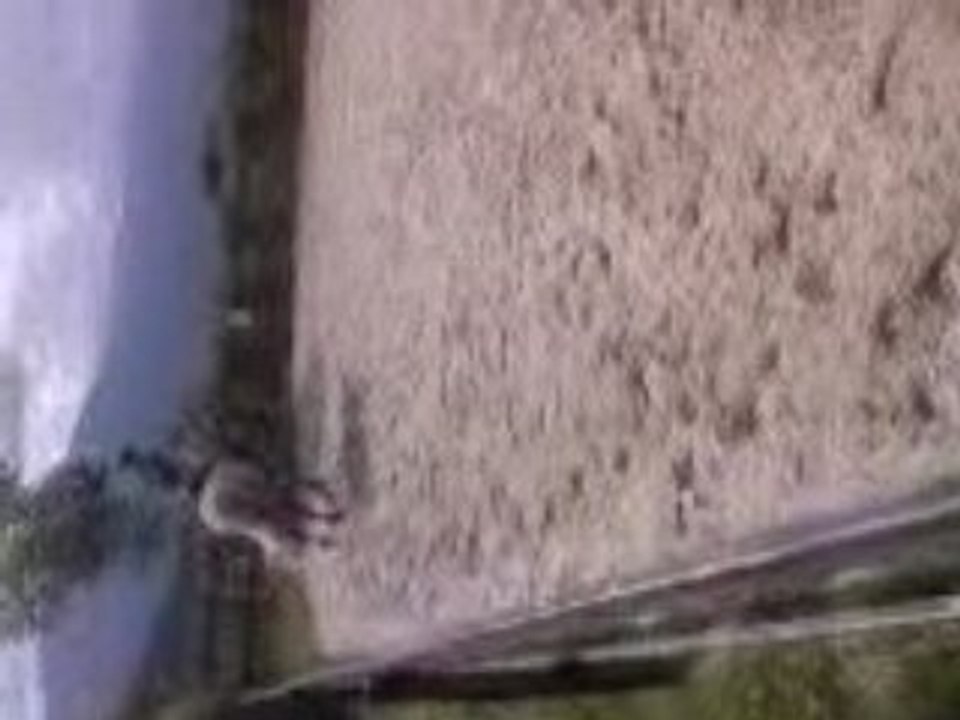 Vidéo0003
