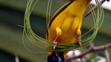 A little bird carefully gathers twigs and soft materials, patiently building its nest