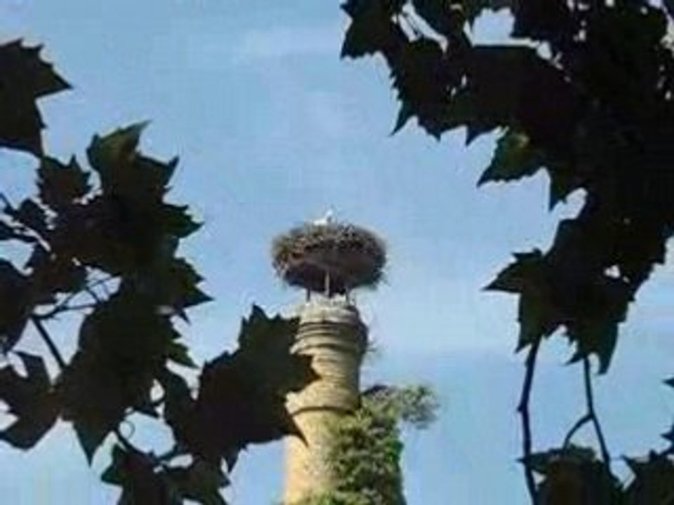 Stochennest in wiesbaden-schierstein