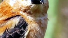 CABOCLINHO: VEJA EM QUAIS REGIÕES E PAÍSES ELE VIVE 🌎🐦 #Caboclinho #PassarosDoBrasil #Aves
