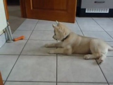 Photo du nouvel appareil photo 917