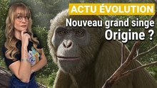 Une incroyable découverte d’un grand singe en Égypte bouleverse l’histoire
