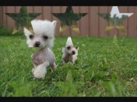 dame blanche of crazy debbie chien chinois nu