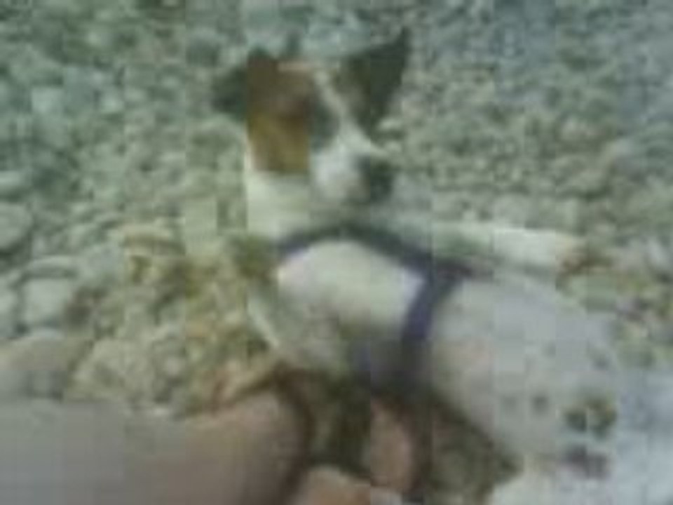 Chiki qui roule dans les cailloux