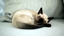 Musique Relaxante pour Dormir Profondément avec Chat 💤🐱