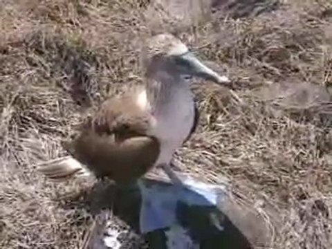 Blue Footed Boobies, Galapagos, Ecuador