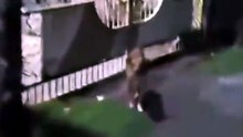 Le pire chien de garde
