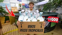 ¡Llegó el pedido de peces para mi acuario de agua dulce de 125 galones!
