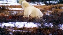 El oso polar: la bestia más letal del Ártico